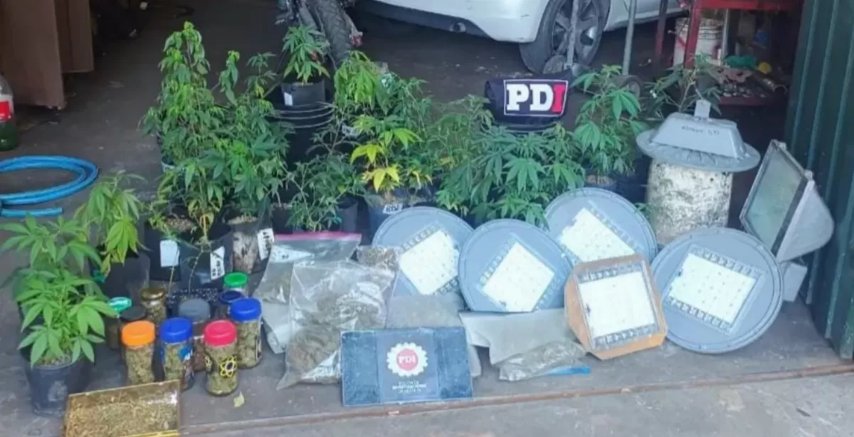 Rosario: Usaban lámparas led del alumbrado público para su vivero de marihuana y fueron detenidos