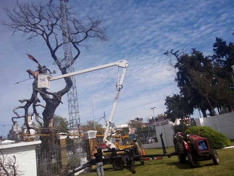 Comunicado del Complejo Museológico ante el estado del Pino Histórico