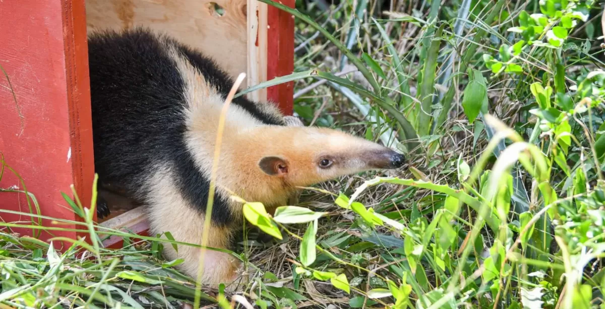 En un año se rescataron 1.402 animales silvestres y liberaron 570