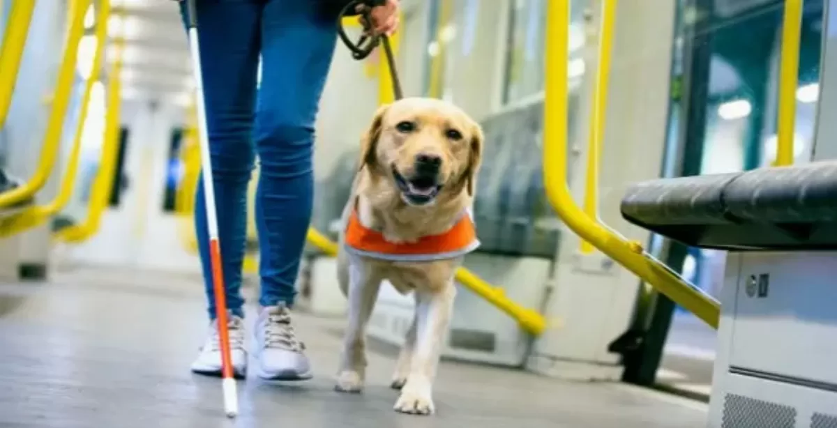 Media sanción para el proyecto de Traferri que garantiza el ingreso con perros guía en espacios públicos