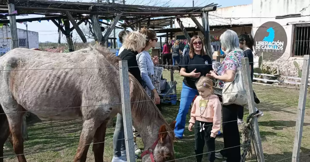Invitan a una charla para conocer a la ONG “Liberación de Caballos”