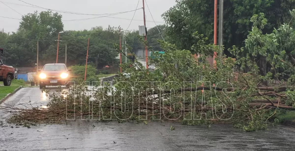 Puerto: un árbol cayó sobre calle Reconquista y cortaron el puente que conecta con San Lorenzo 