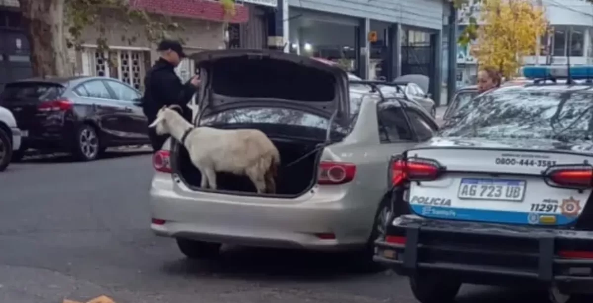 Rescataron a un chivito que era transportado en el baúl de un auto en Rosario