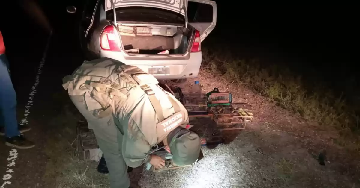 Liberaron a 51 pájaros que trasladaban en un vehículo