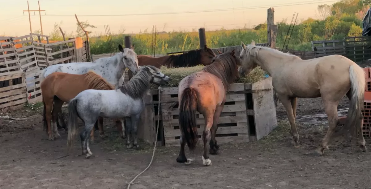 Le robaron cuatro caballos rescatados a una sanlorencina en Alvear y pide ayuda para recuperarlos