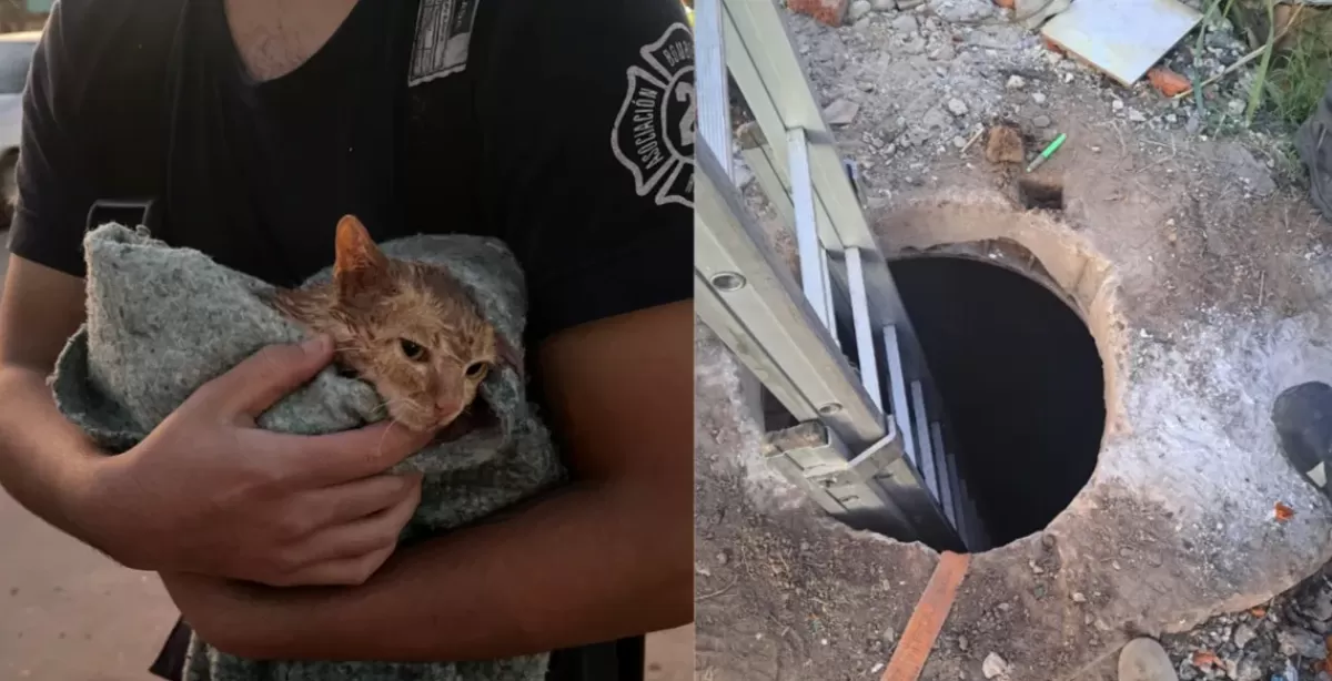 Bomberos de Rosario rescataron a un gatito que quedó atrapado en una alcantarilla