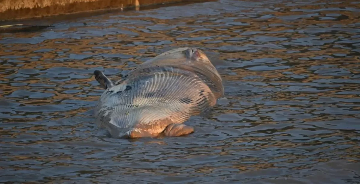 Realizaron un importante operativo para retirar la ballena que apareció muerta en el Río de la Plata 