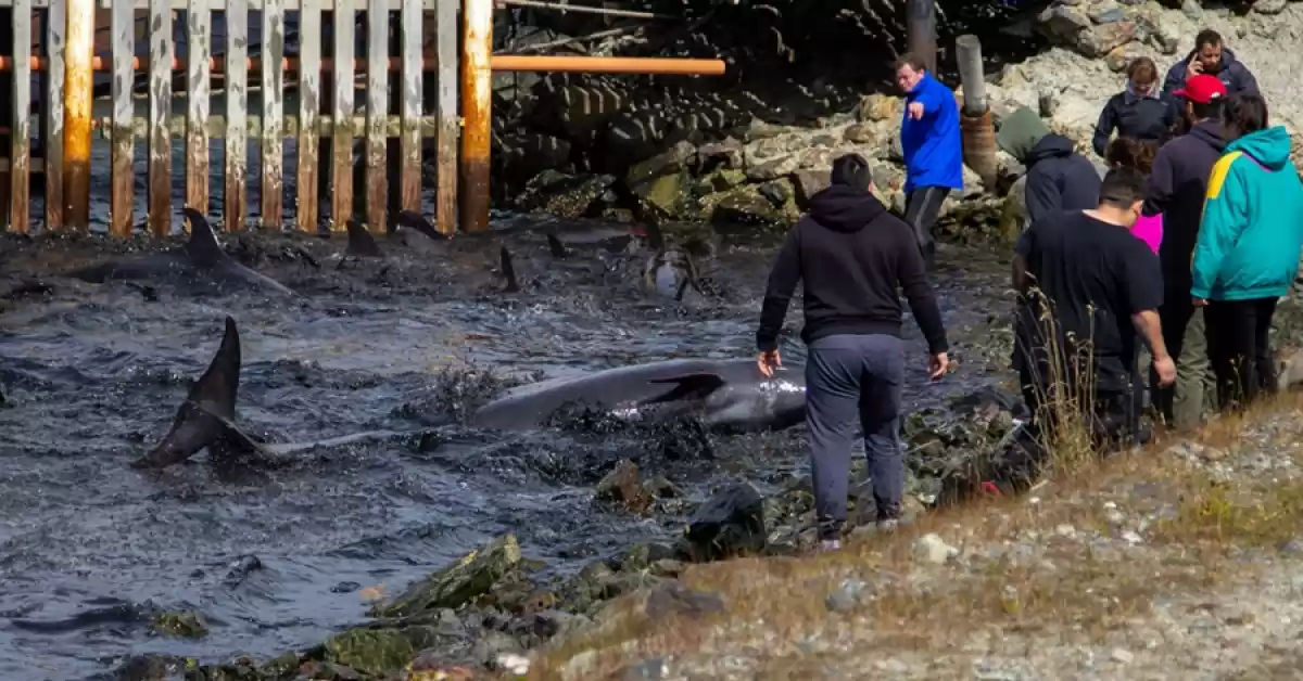 Decenas de delfines desorientados encallaron en las costas de Ushuaia