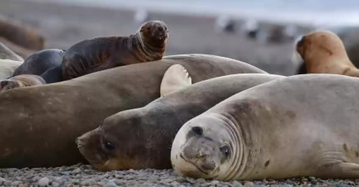 Por la gripe aviar, murieron más de 600 lobos marinos en Mar del Plata y Quequén en 2023