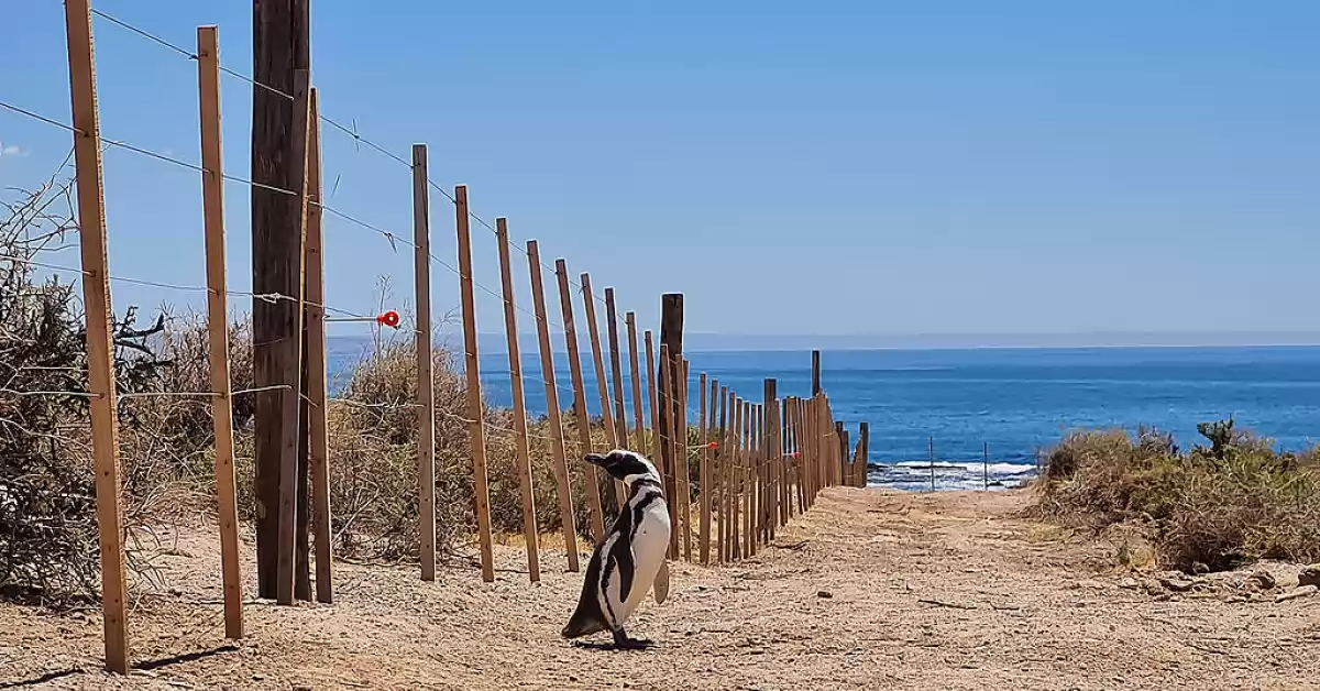 Condenaron productor agropecuario por arrasar tierras donde había nidos de pingüinos en Chubut