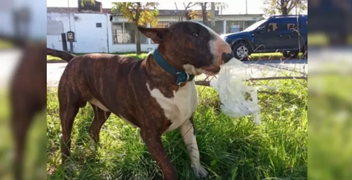 Denuncian que una mujer mató a un perro de 14 puñaladas en San Lorenzo