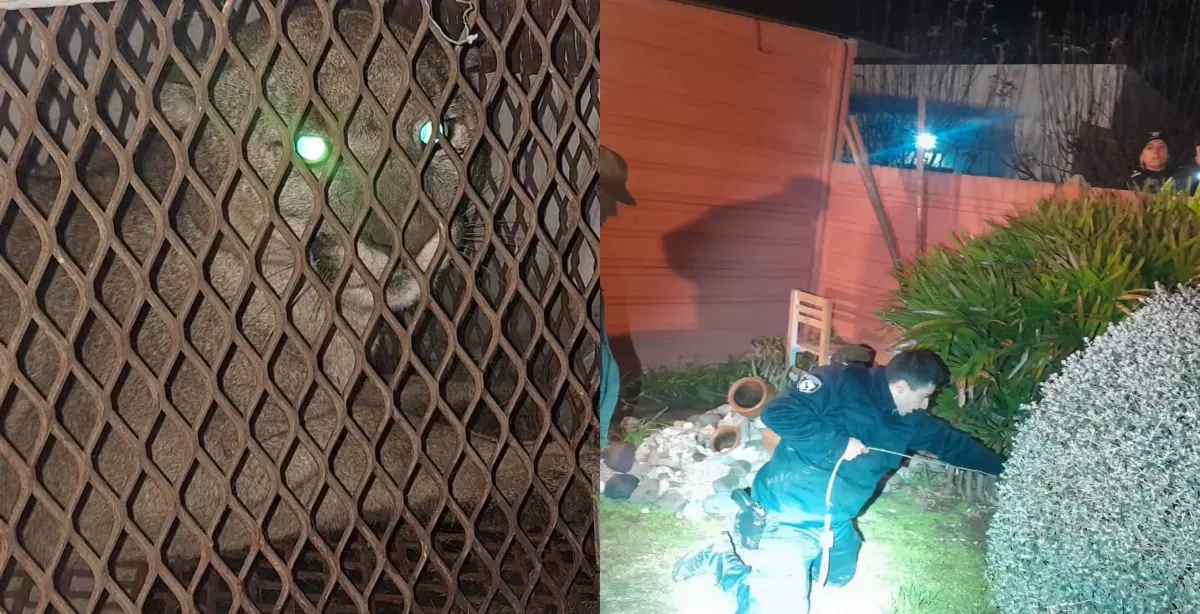 Rescataron a un puma que fue hallado en el patio de una vivienda en Las Rosas