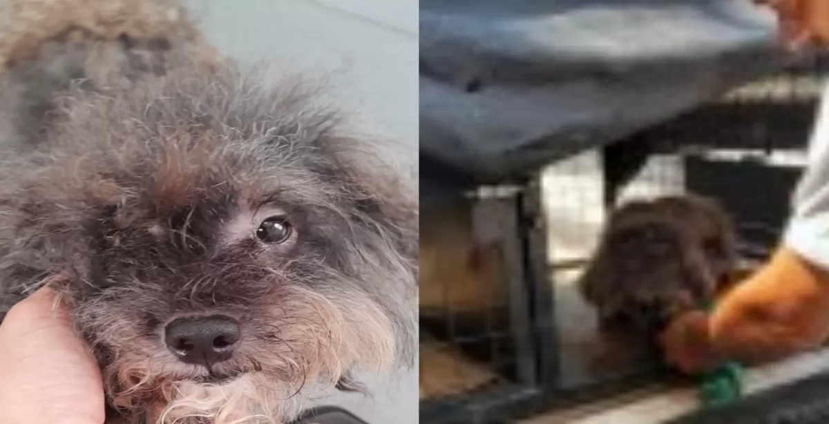 Rescataron en Rosario a un perro que estaba abandonado en una casa