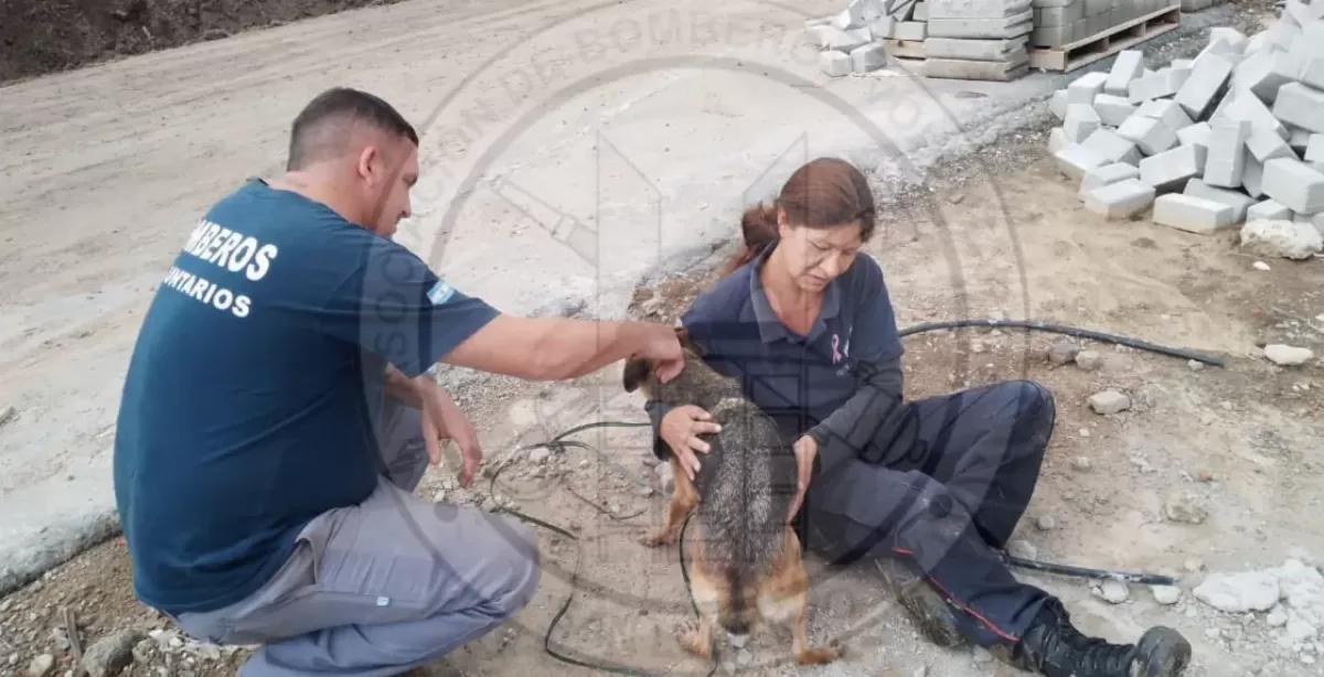 Bomberos voluntarios rescataron a un perro que cayó en una boca de tormenta en Puerto San Martín