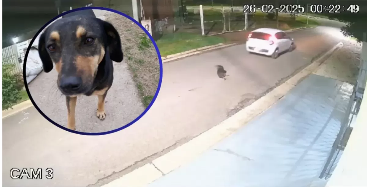 Indignación en Carcarañá: buscan a un conductor que atropelló y mató a un perrito callejero