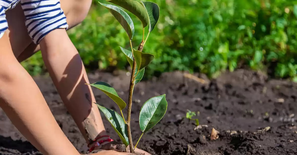 Fray Luis Beltrán presenta la campaña “Adoptá un árbol”