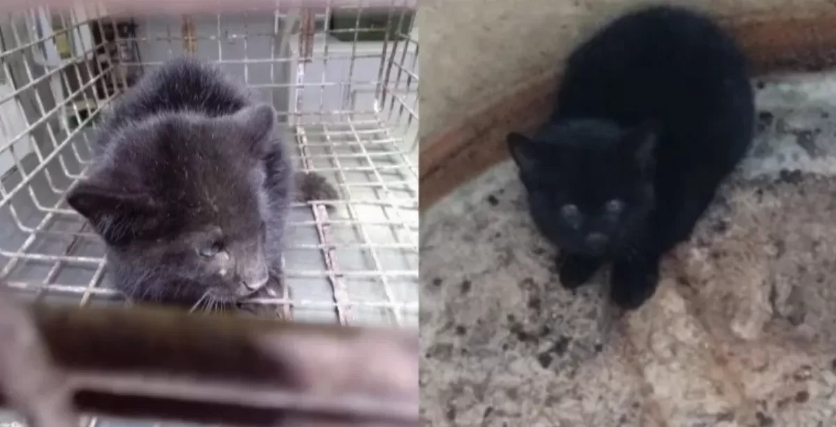 Rescatan a un gato montés que había caído dentro de un tanque de agua en Rosario