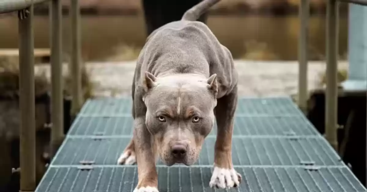 Dos pitbulls se escaparon de una casa y mataron a tres perros en Roldán