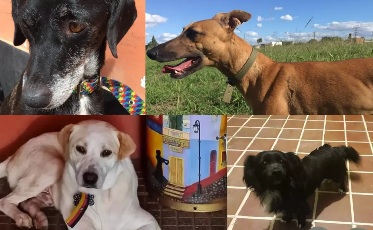 Proteccionista con cuentas al rojo: busca urgente adoptantes para cuatro perros