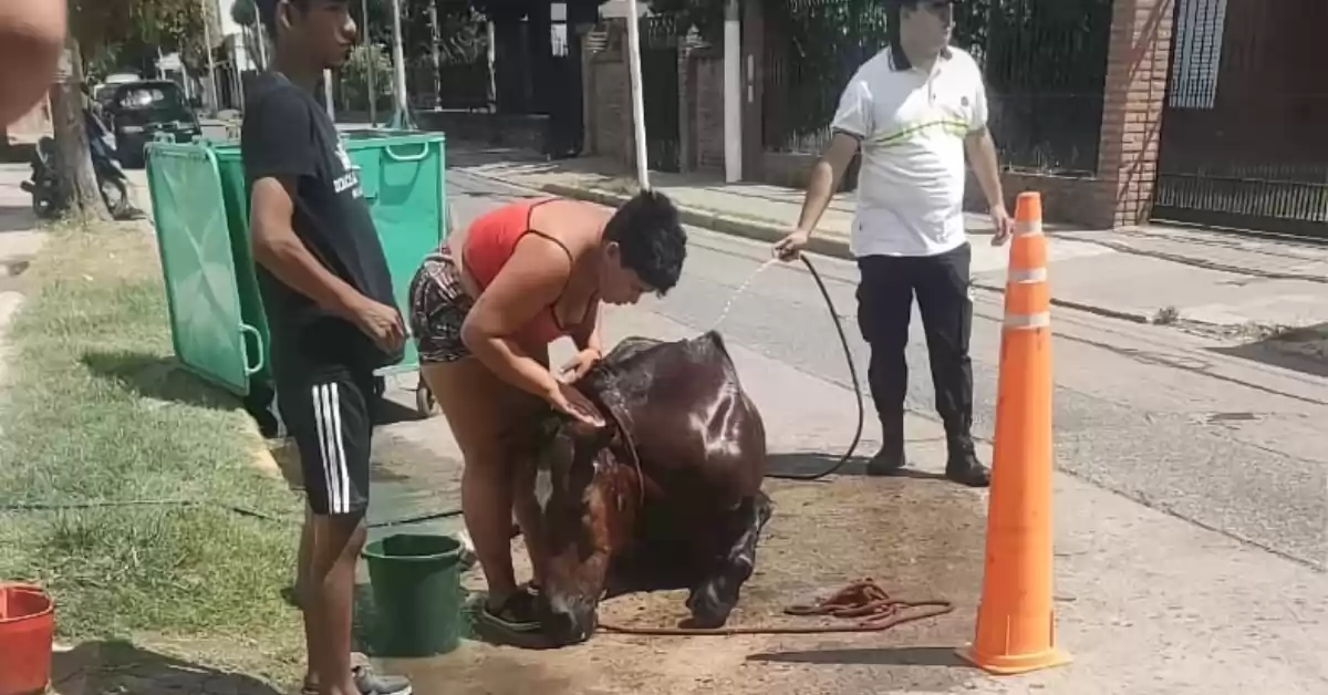 Denuncian que la policía de Bermúdez “no intervino” con el caballo que se descompensó frente a la Comisaría