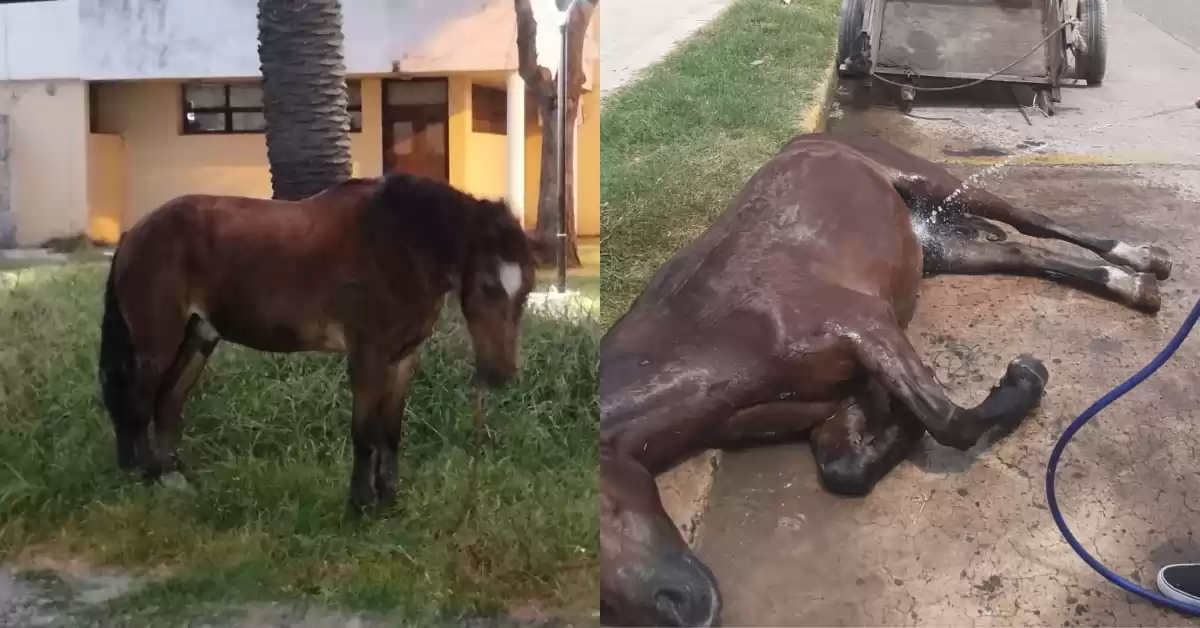 El caballo que se descompensó en Bermúdez había sido secuestrado a un detenido por un robo