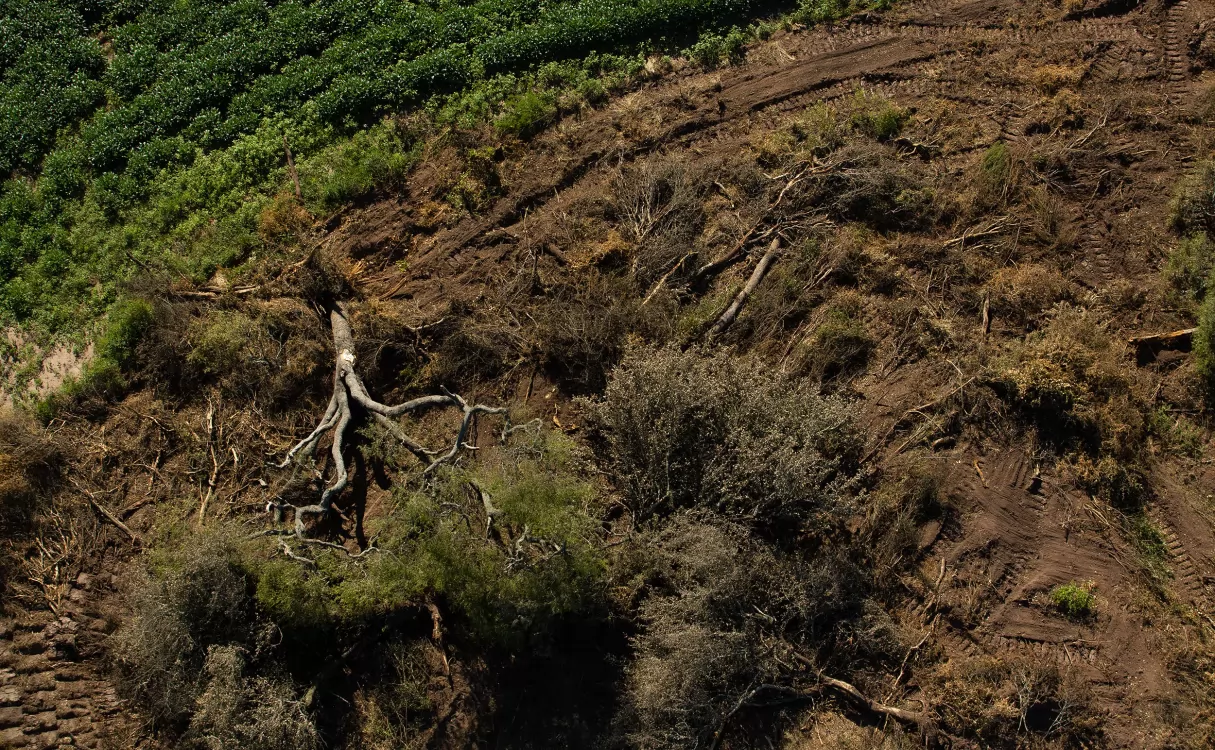 Greenpeace denuncia que se talaron más de 2 millones de árboles para el recambio de vías de tren
