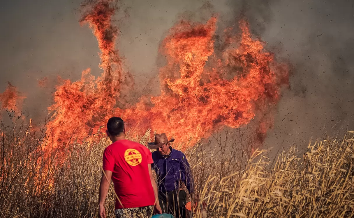 Arde la vida: el humedal y nuestro ecosistema destruido por los incendios en las islas