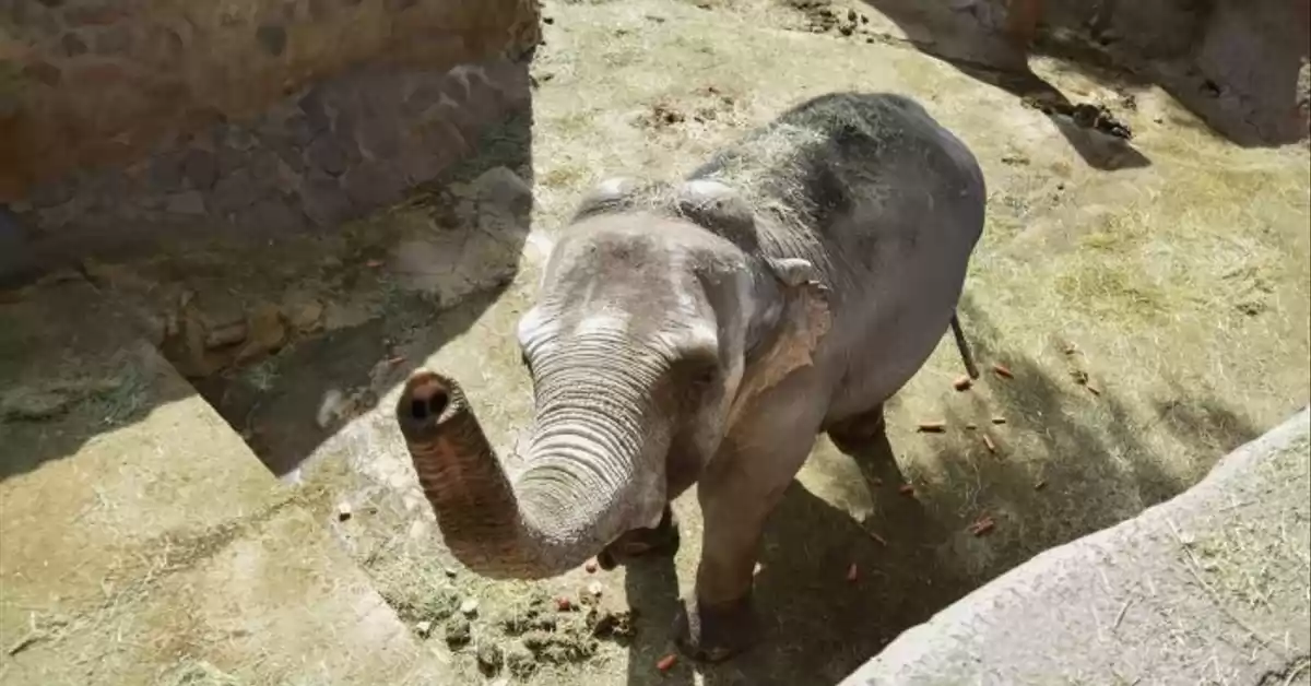 Autorizaron el traslado de la elefanta Kenia del zoológico de Mendoza a un santuario en Brasil