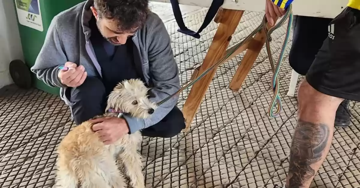 Más de 100 animales se vacunaron y castraron a partir de la campaña de salud en San Jerónimo 