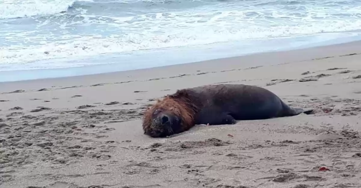 Retiran y entierran los lobos marinos muertos por gripe aviar en Comodoro Rivadavia