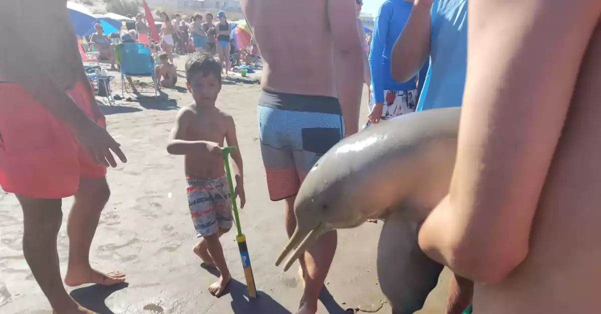 Mar del Tuyu: turistas sacaron del agua a un delfín para sacarse fotos y murió