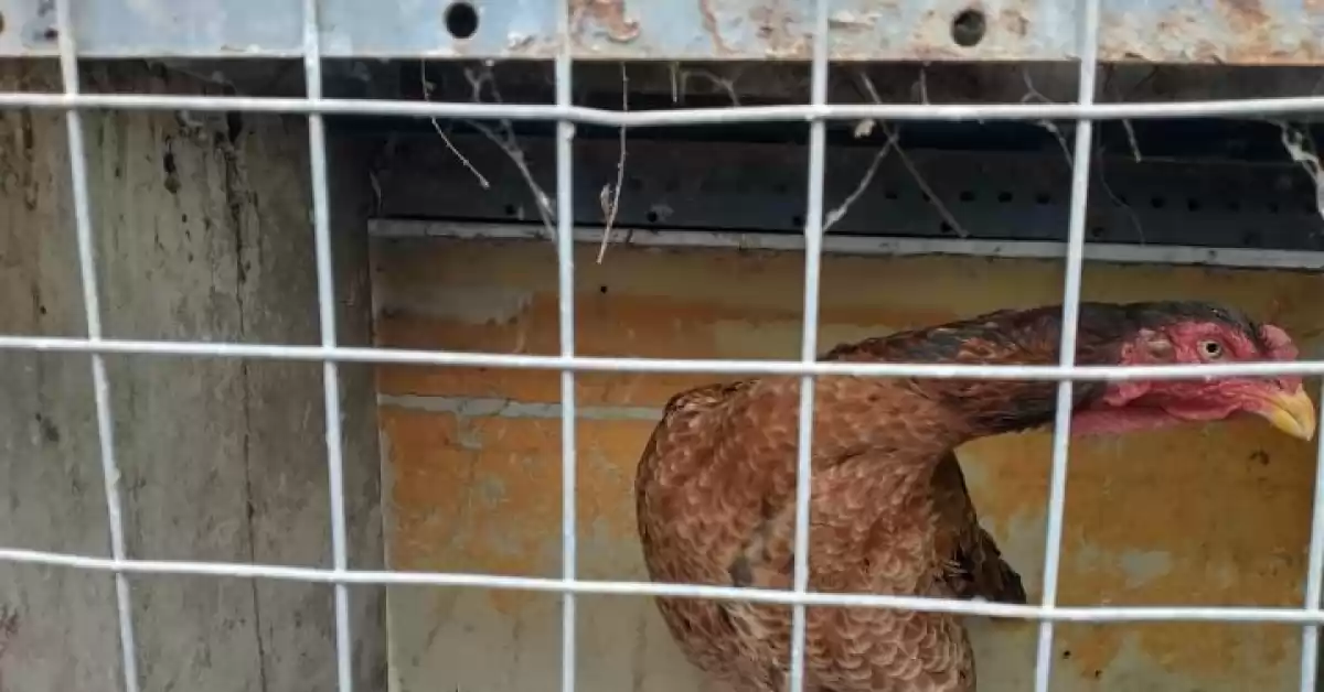 Detuvieron a un hombre en Beltran por realizar riñas de gallos
