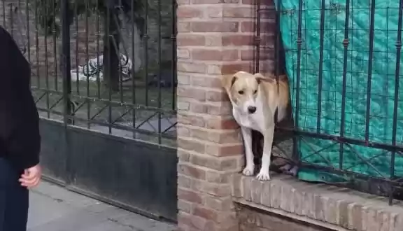 San Lorenzo: Bomberos rescataron a un perrito que quedó atrapado en una reja