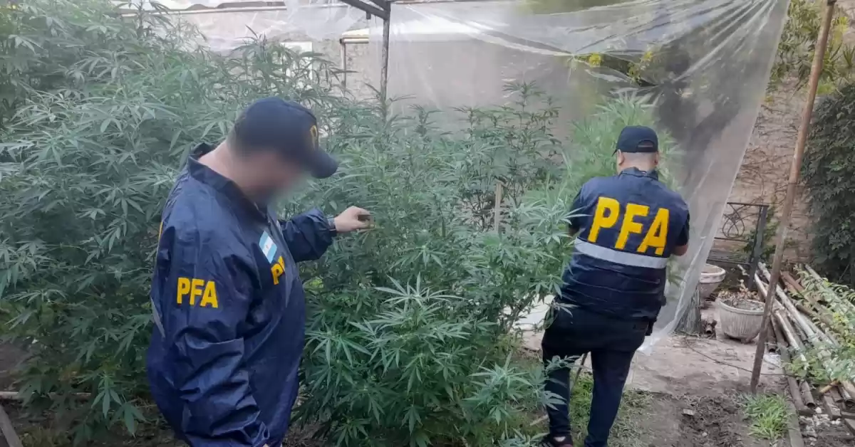 Desarticulan sofisticado vivero “indoor” de marihuana en Rosario