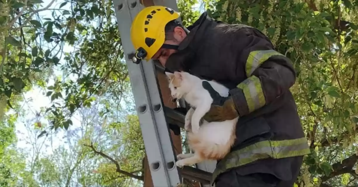 Los Bomberos Zapadores rescataron un gato atrapado en un árbol en San Lorenzo