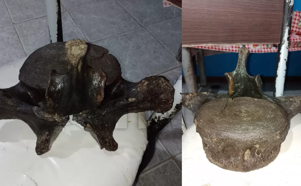 Encontraron más restos en el lugar del hallazgo del cráneo de un mastodonte en Andino