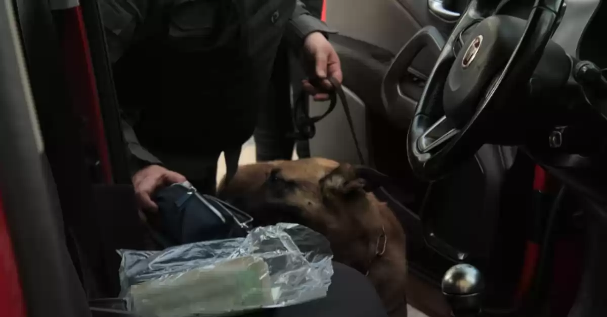 Un vendedor de droga fue detectado gracias al perro gendarme “Vito” en Rosario 