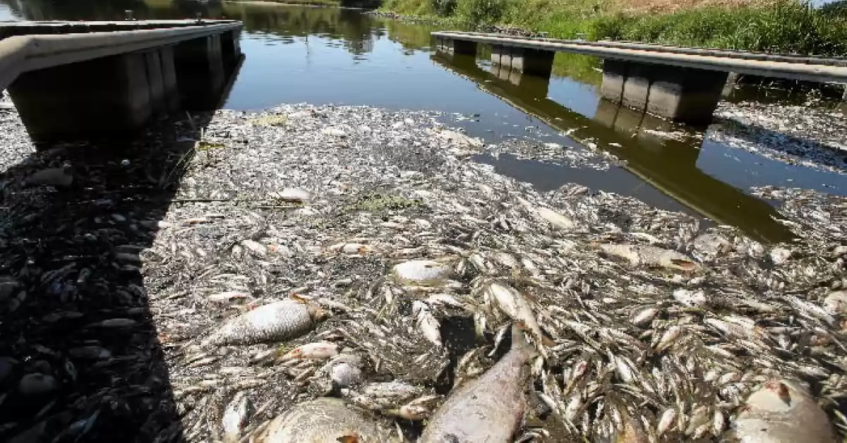 Catástrofe ambiental: Tóxicos en el río Oder y 100 toneladas de peces muertos