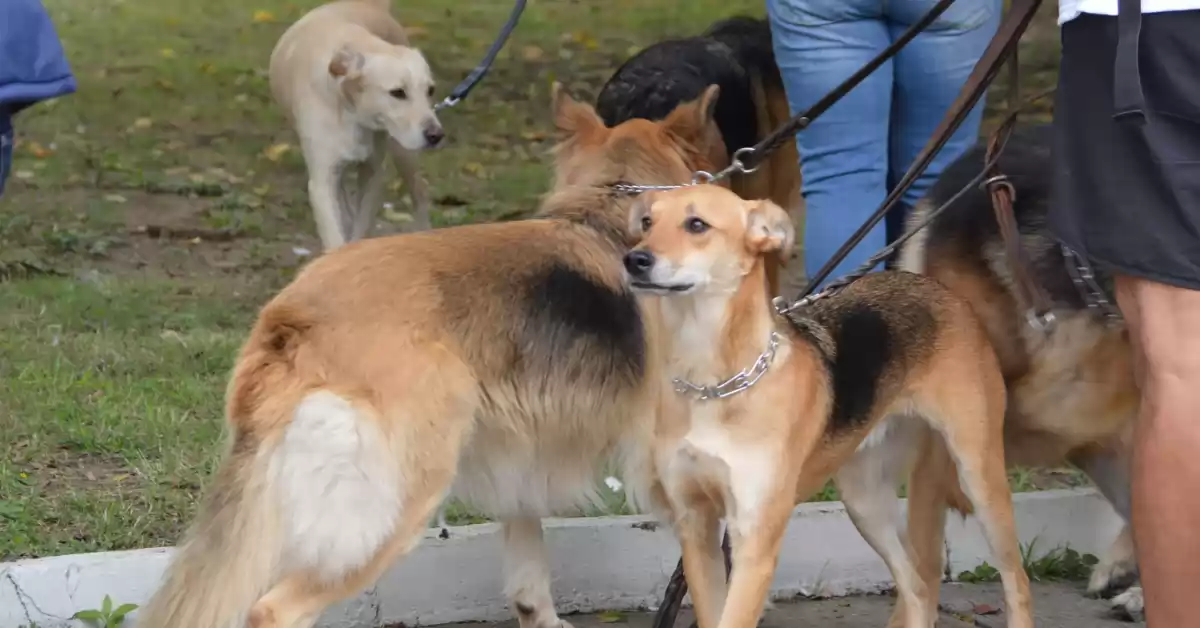 Ricardone realizará una jornada de vacunación antirrábica para mascotas 