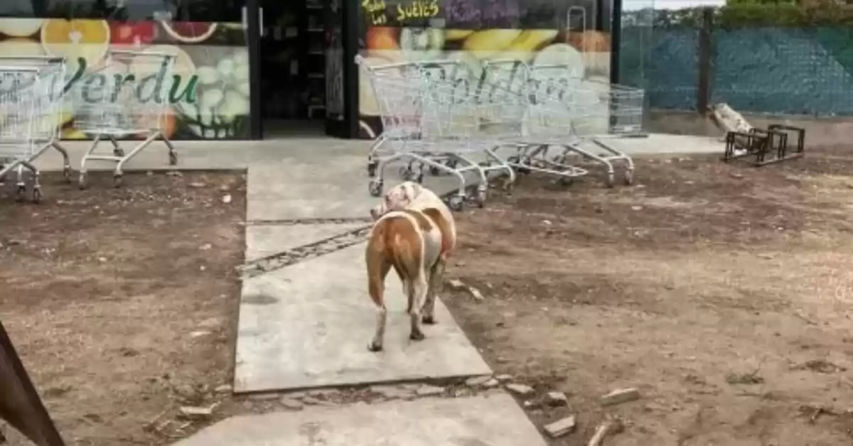 Pitbulls volvieron a atacar a otro perro en Roldán y se los llevó la Policía Ecológica