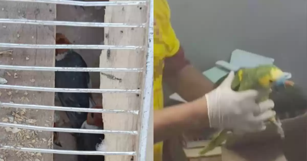Rescataron 52 aves que eran transportadas ilegalmente un camión
