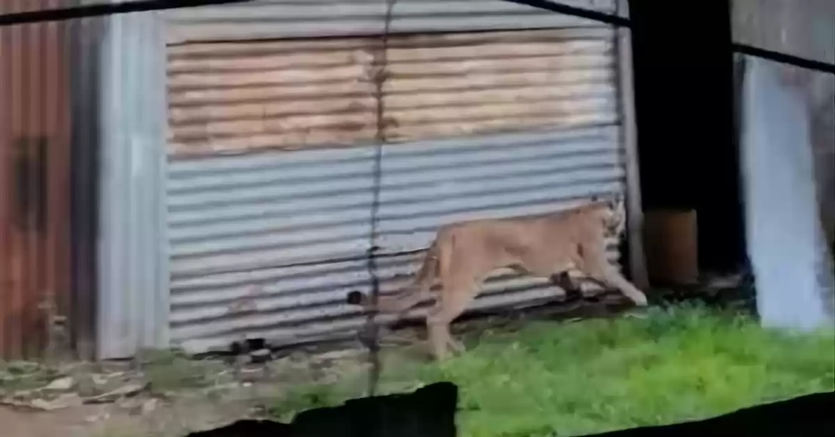 Casilda: capturaron a un puma que sorprendió a los chicos cuando iban a la escuela