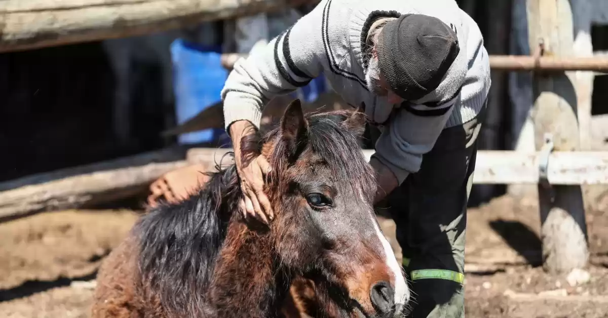Se confirmó el primer brote de Encefalomielitis equinas en la provincia de Chubut