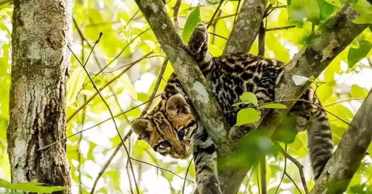 Atropellaron y mataron a un ocelote en peligro de extinción en el Parque Nacional Iguazú