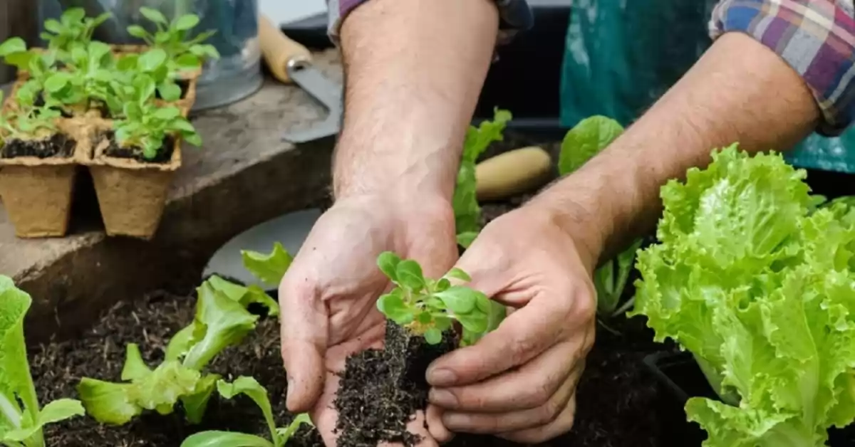 Fray Luis Beltrán: comenzó la entrega de kit de semillas otoño invierno
