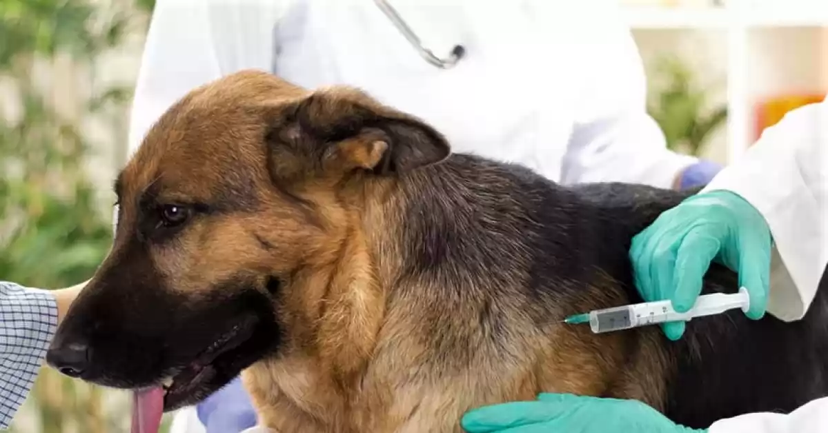 Capitán Bermúdez: Continúa la campaña de vacunación gratuita para perros y gatos 