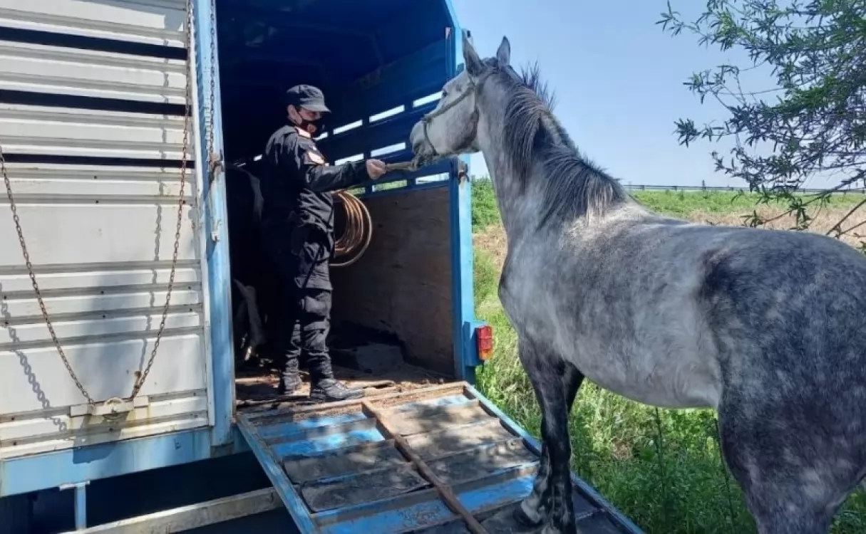 Secuestraron caballos sueltos a la vera de la autopista Rosario - Santa Fe