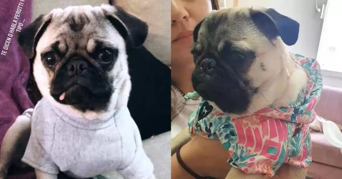 Ofrecen recompensa por Kira, la perrita robada en Puerto San Martín