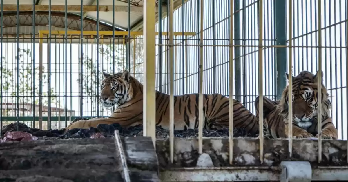 Cuatro tigres abandonados en un circo en San Luis serán trasladados a un santuario en Sudáfrica