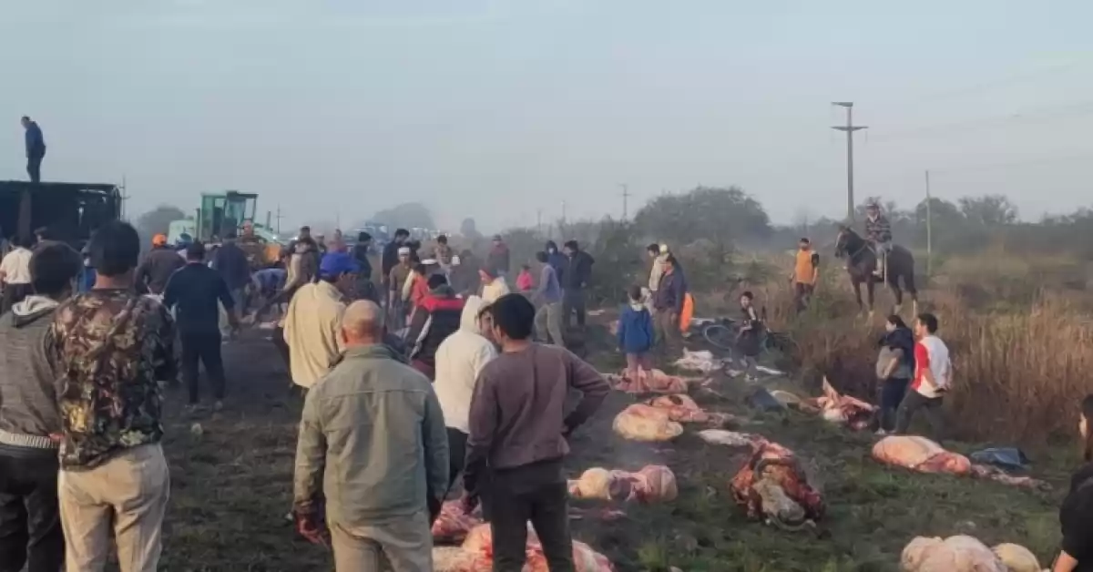 Volcó un camión con 50 vacas en la Ruta 11 y los vecinos se llevaron todo
